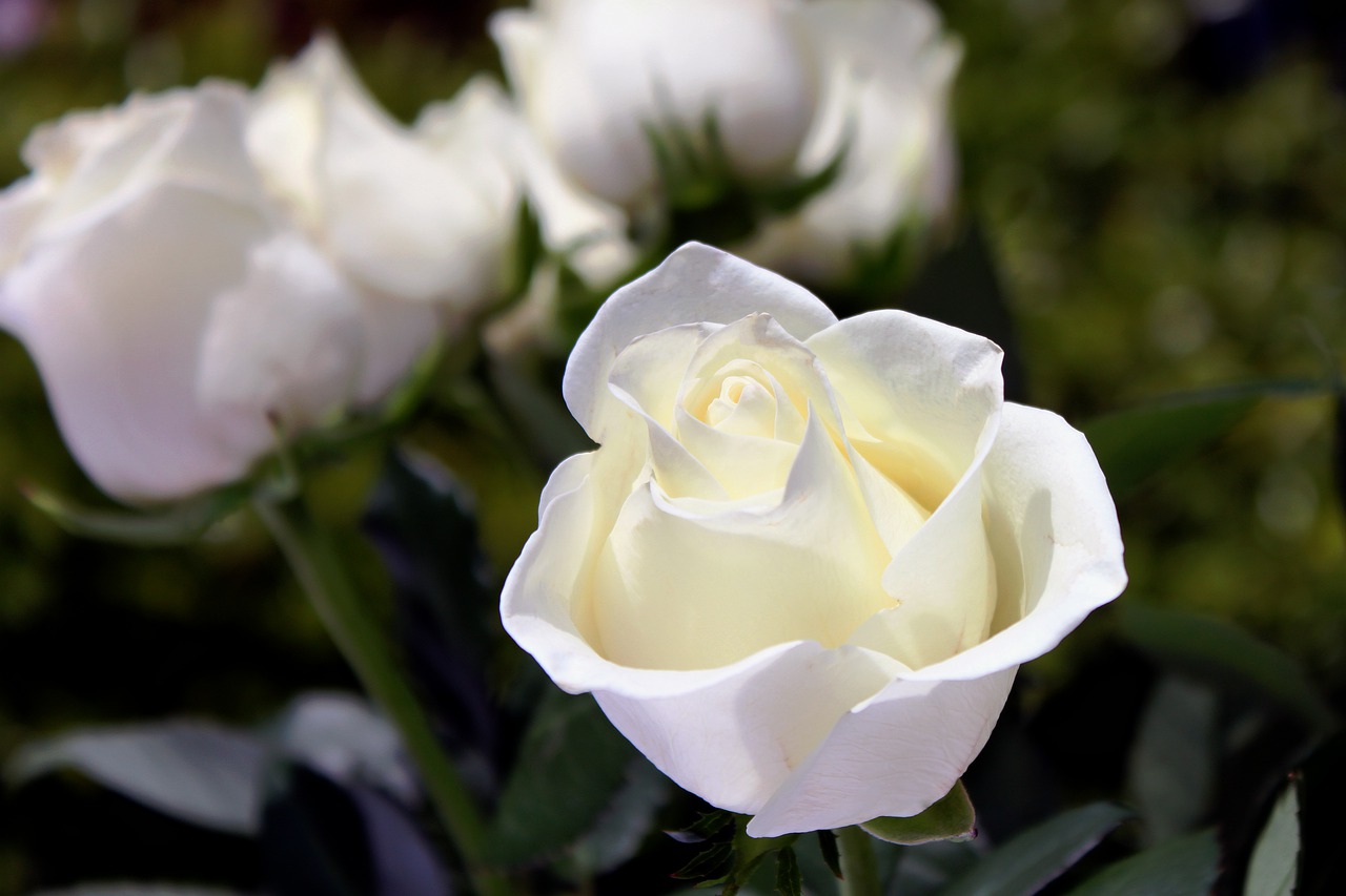 white, flowers, spring-4739784.jpg
